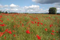 Local Fields Fourways Guesthouse 0