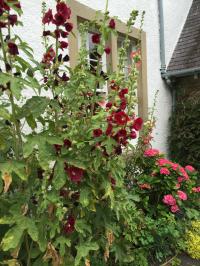 Image 29