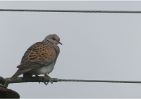 Image 80