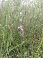 Image 85