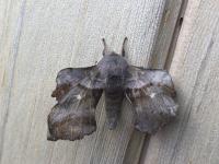 Image 15