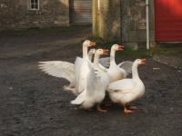Image 15