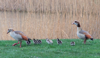 Image 72